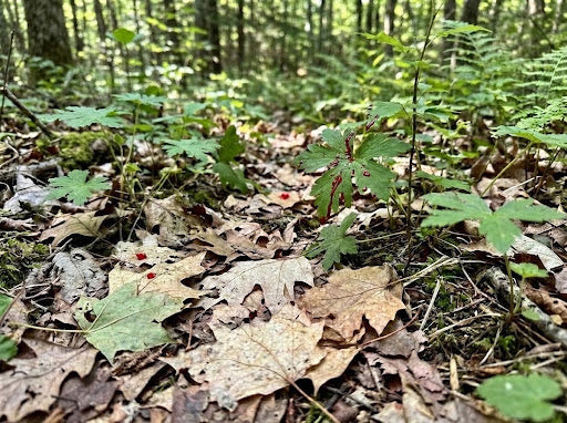 What The Color of Deer Blood Means When Tracking a Wounded Deer