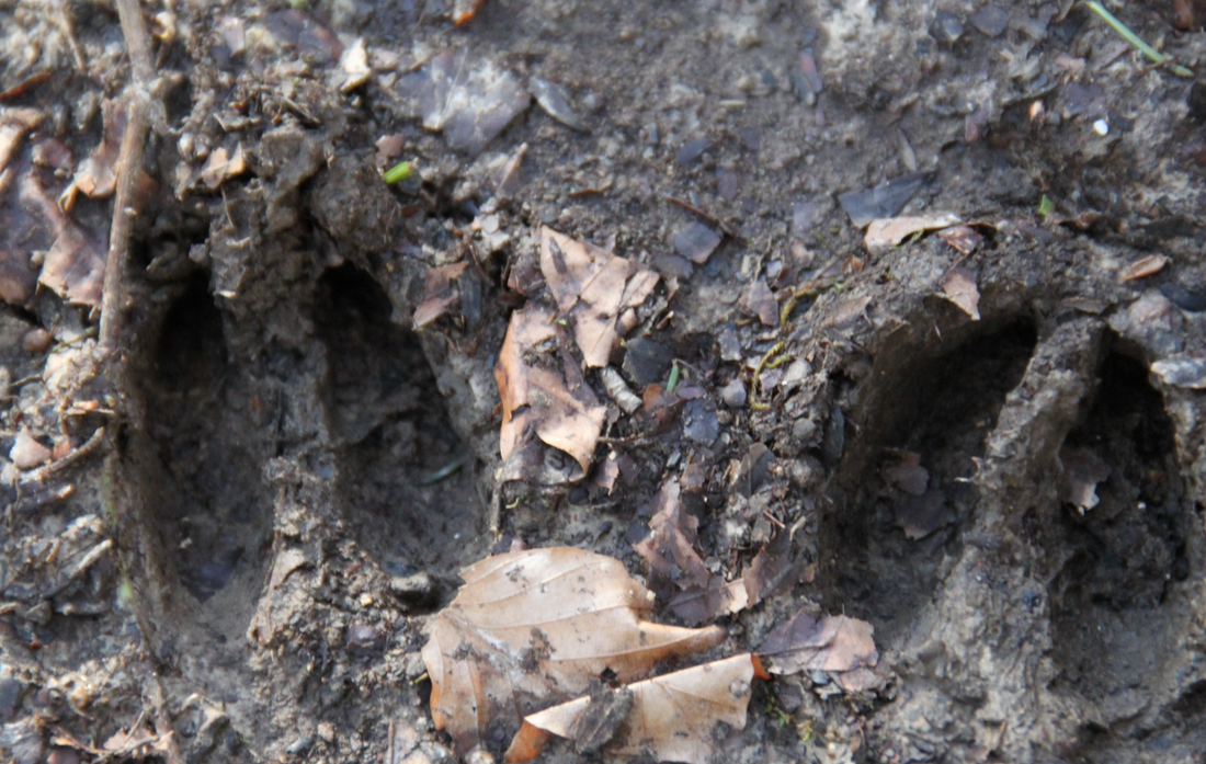deer tracks in mud