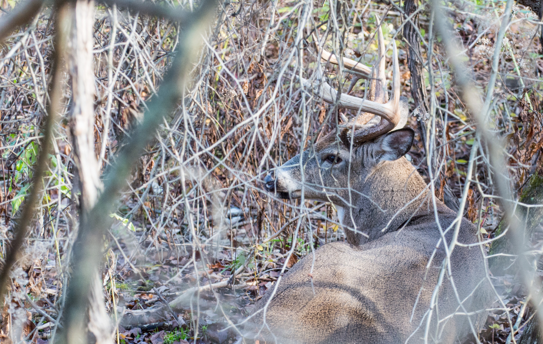 whitetail deer bedding down