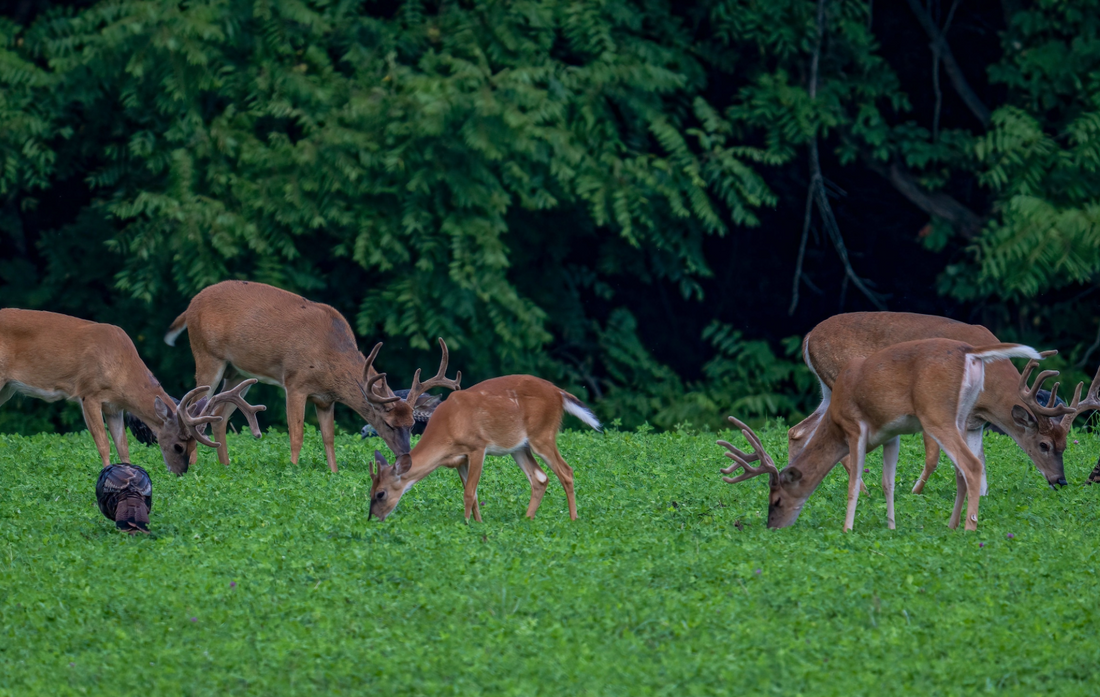 How to Predict Deer Herd Movement on Hunting Property